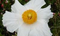 Romneya coulteri