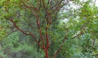 Arbutus andrachne