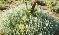 Ballota cretica + Dracunculus vulgaris