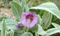 43-Lavatera oblongifolia