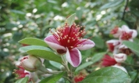 b2ap3_thumbnail_feijoa-fiore_20141113-221413_1