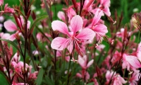 gaura_NG3