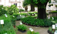 giardino-aromatiche-005