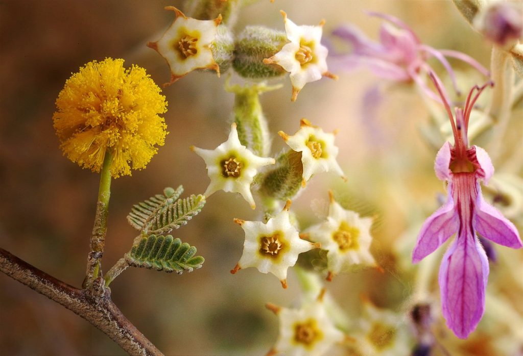 FIORI DEL DESERTO