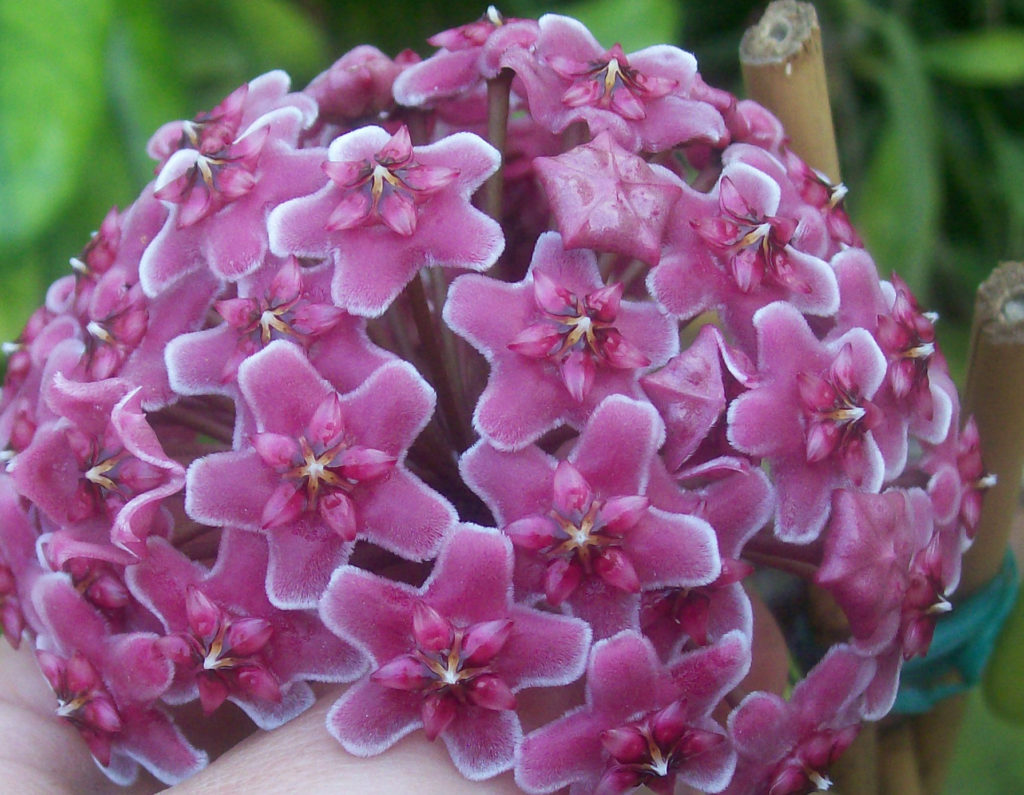 HOYA PERUVIANA