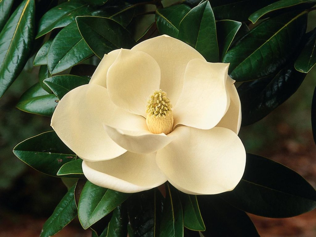 magnolia