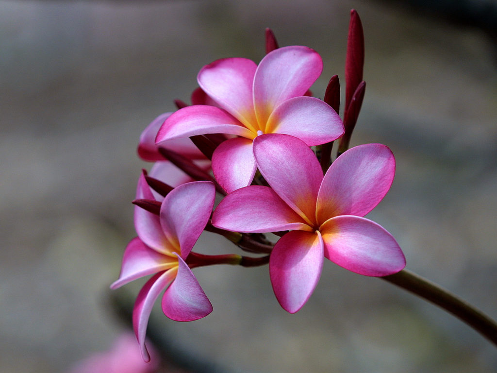 plumeria rosa