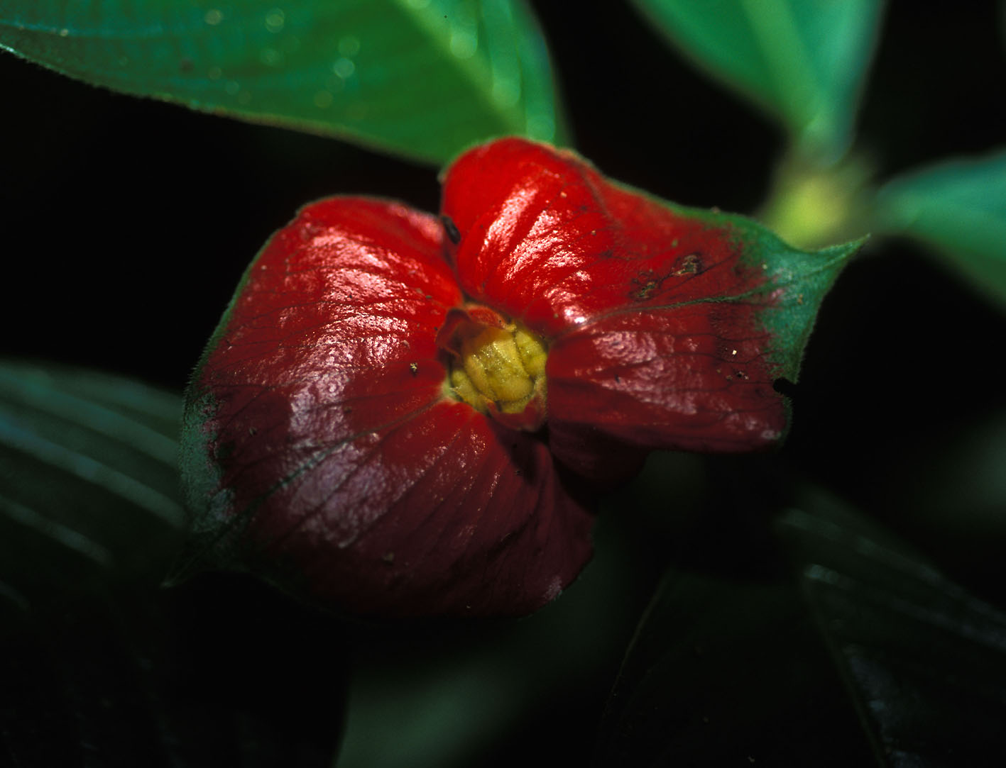 La foresta delle Yungas