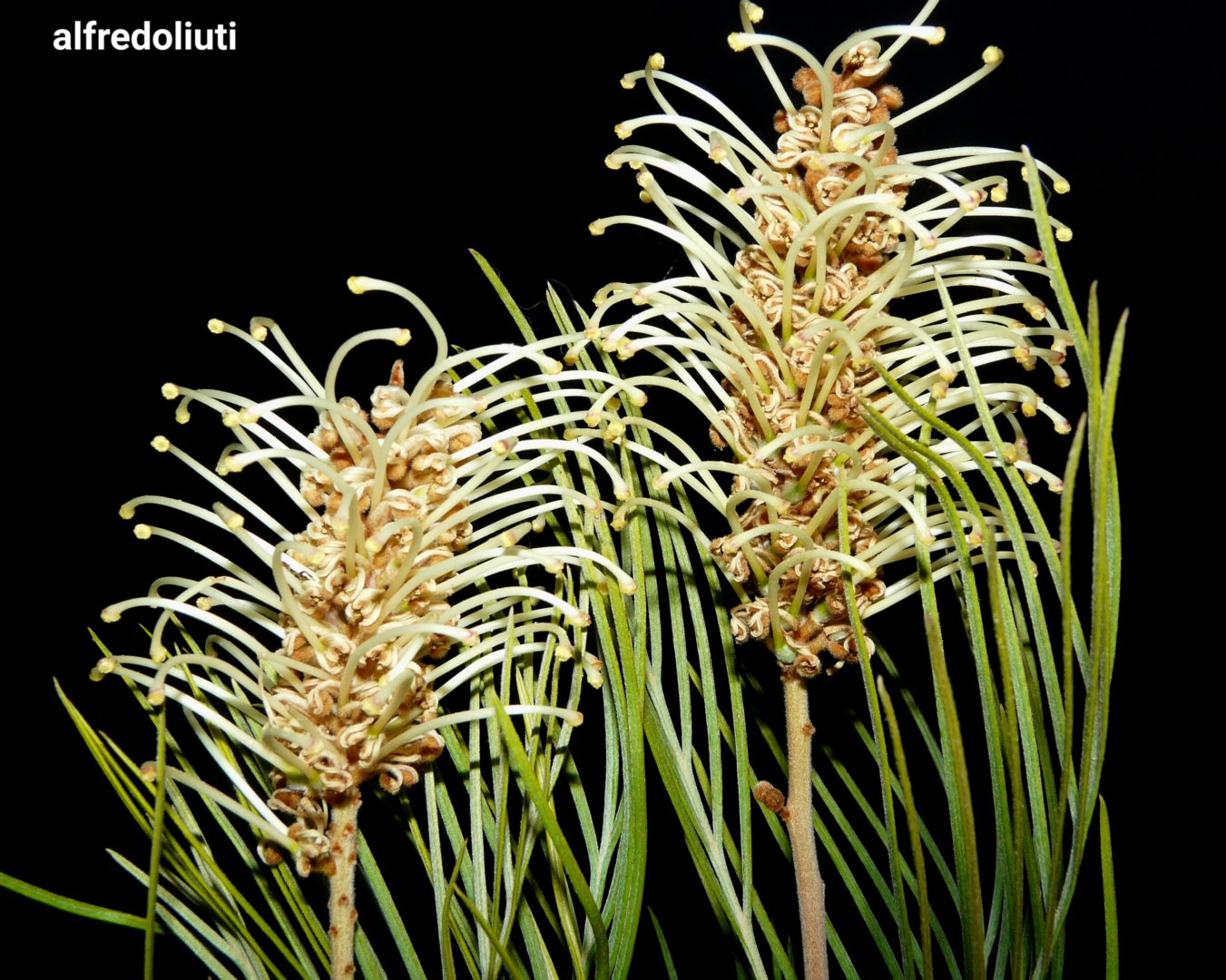 Grevillea Moonlight Australia