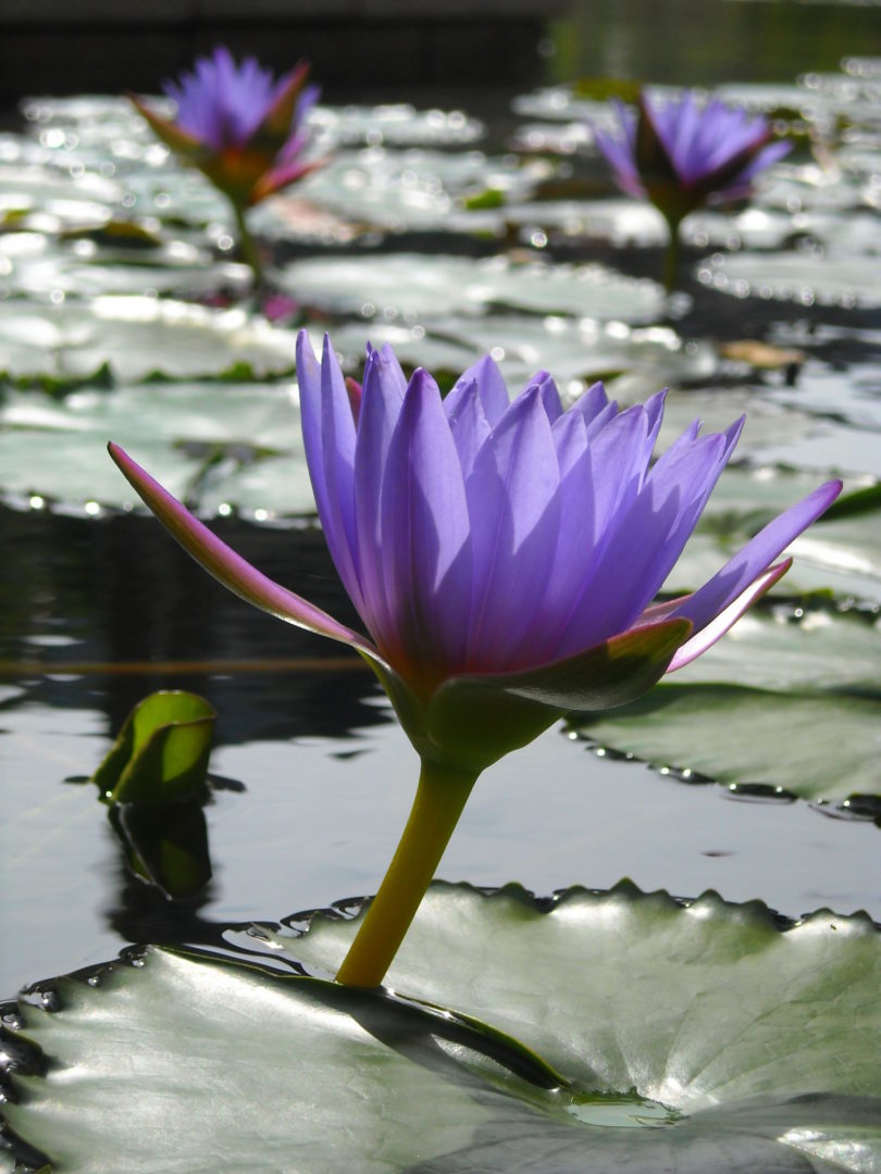 AQUATIC PLANT