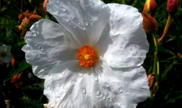 13 - Cistus x Aguilarii - Italy