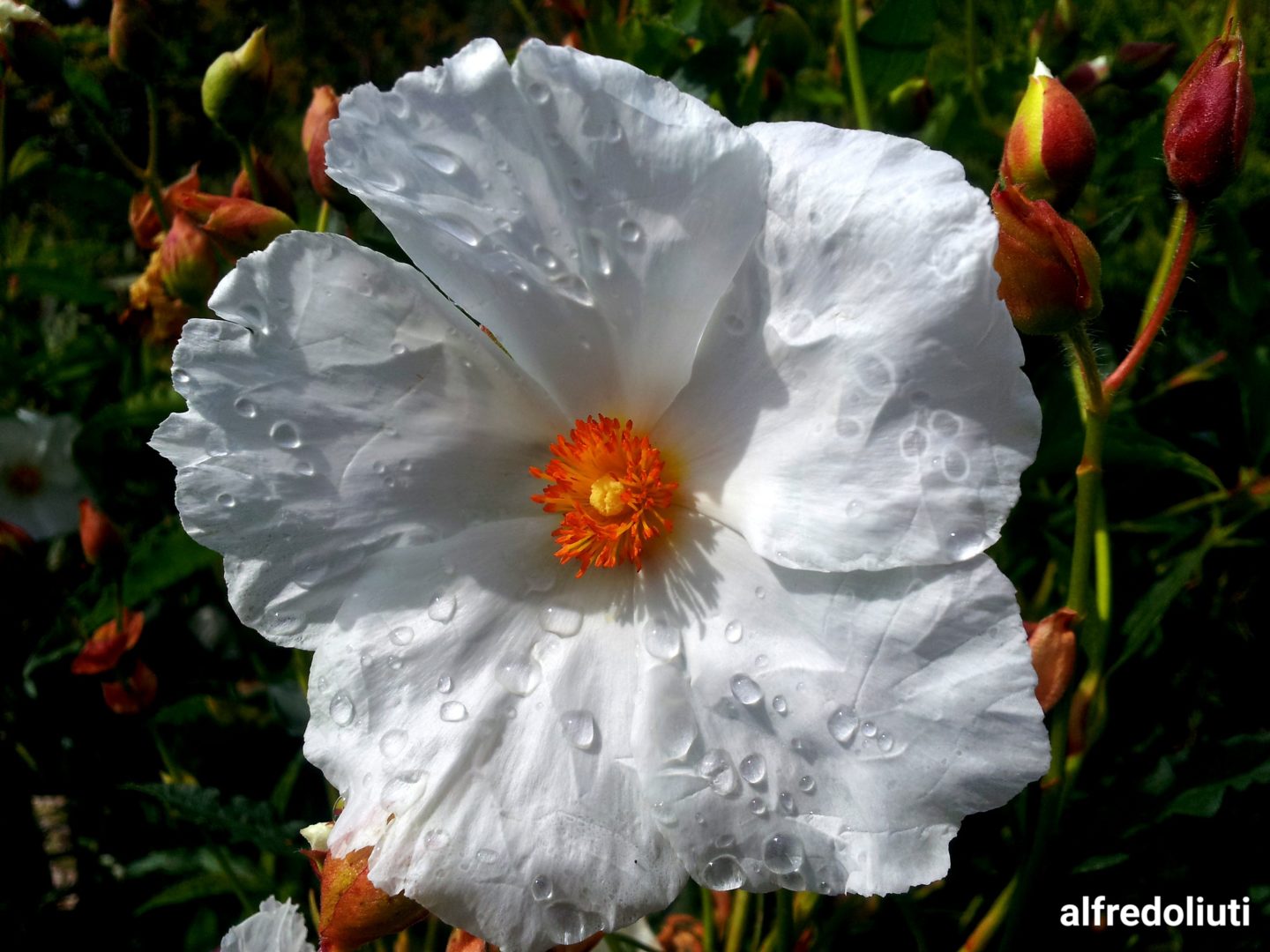 -Cistus-x-Aguilarii-Italy