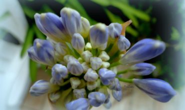 14-agapanthus