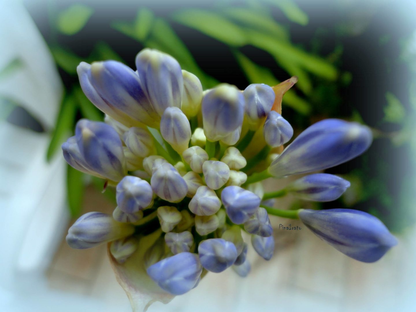 agapanthus