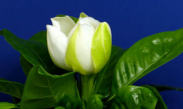 gardenia-flower-1